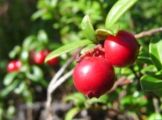 Nantucket Cranberry Festival